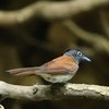 サンコウチョウ♀