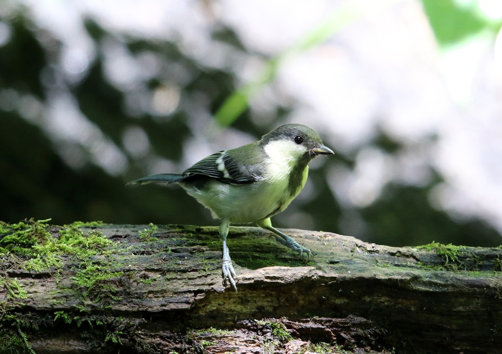 シジュウカラ幼鳥
