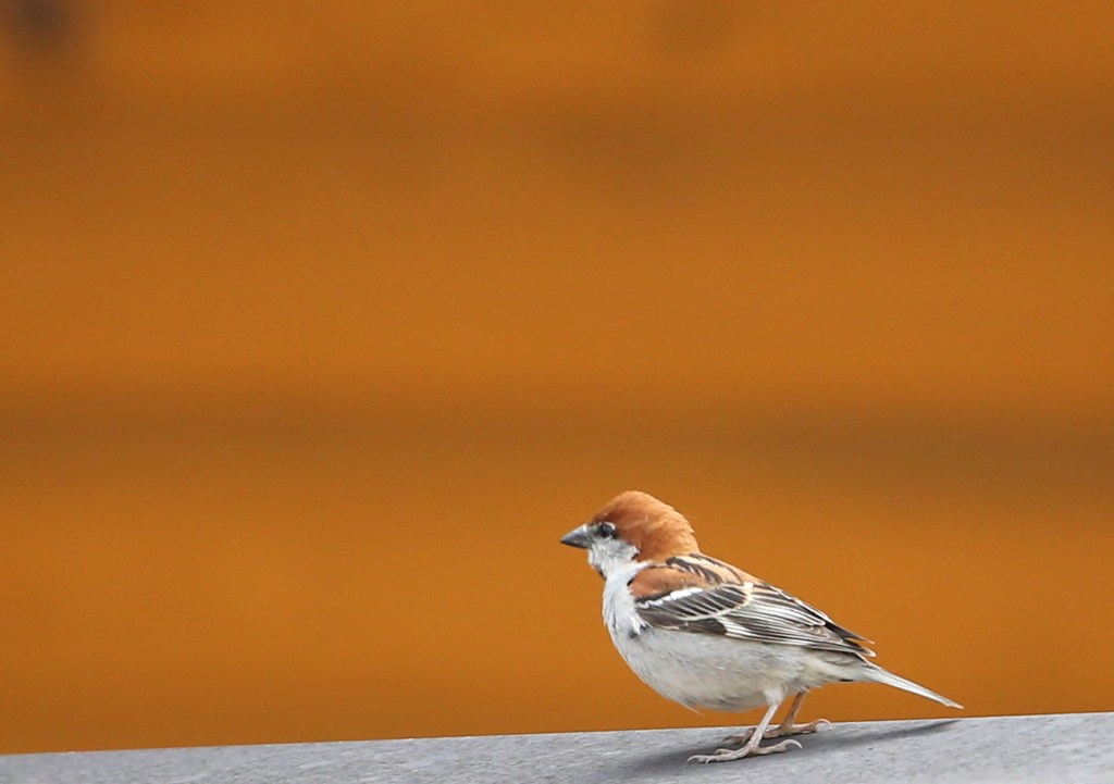 森林公園の小鳥たち。ニュウナイスズメ