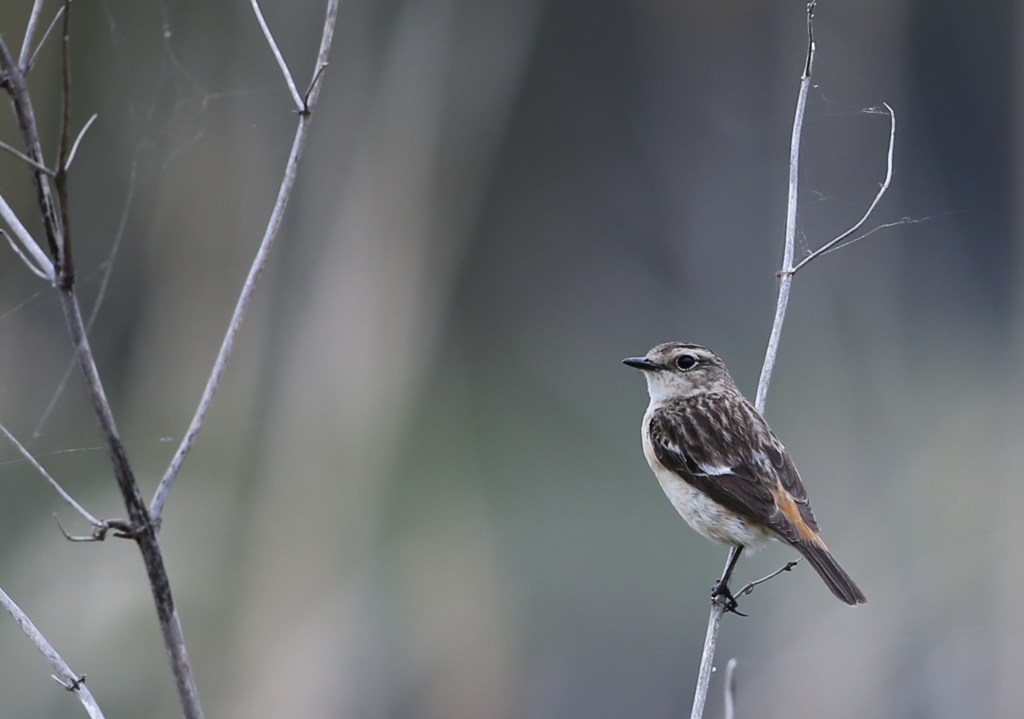 ノビタキ♀