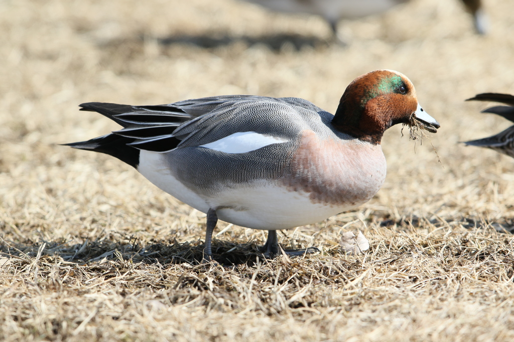 アメリカヒドリガモ