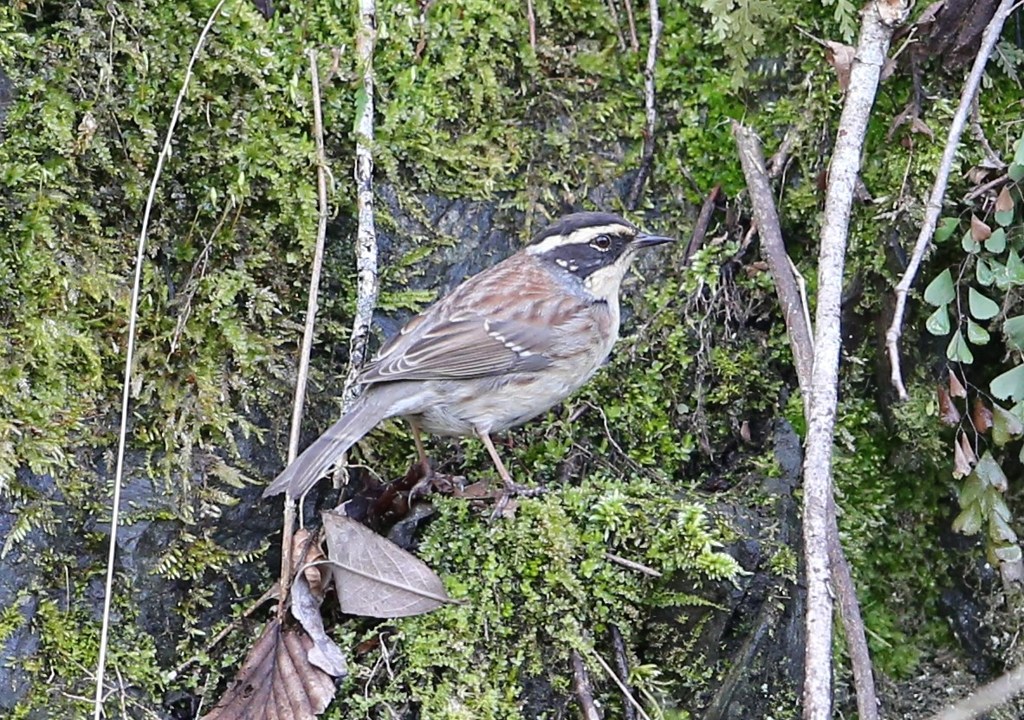 ヤマヒバリ(その2)