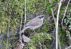 ヤマヒバリ(その2)