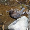 薬師さまのカワガラス