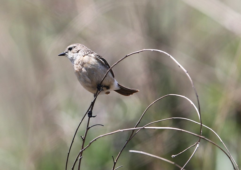 ノビタキ♀