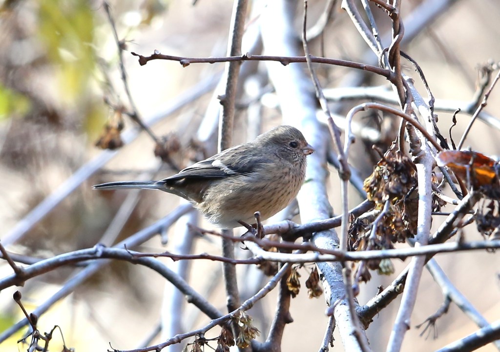 ベニマシコ♀