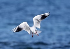 ユリカモメ