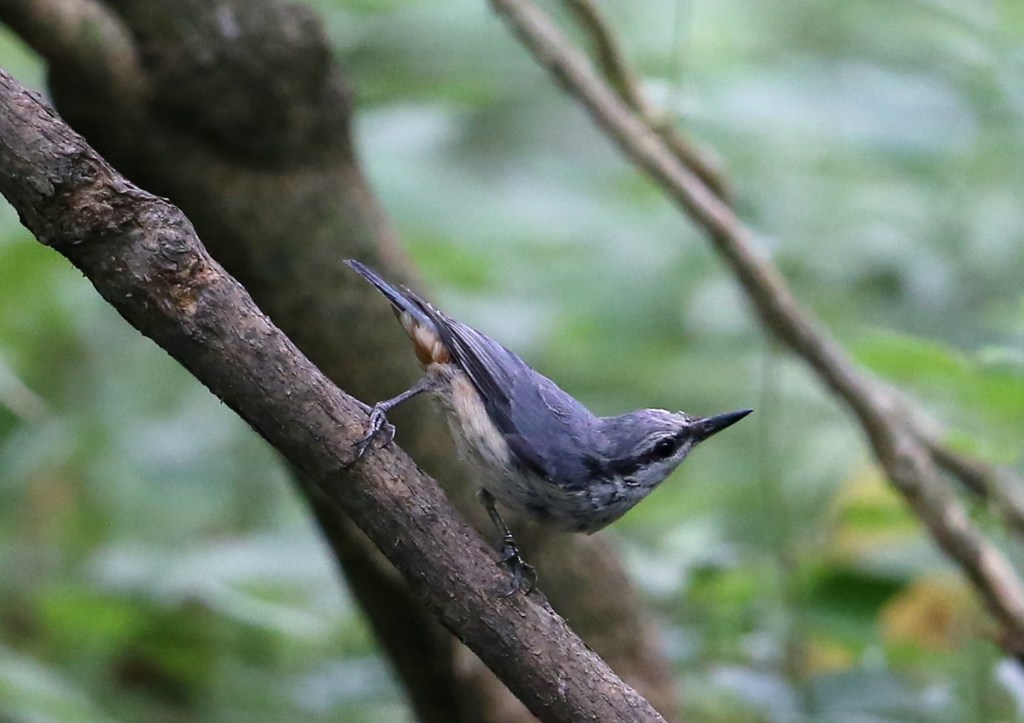 ゴジュウカラ