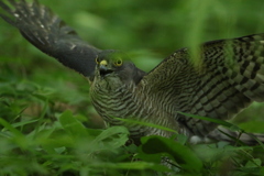 ツミ。狩りに成功