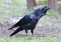 カラス　ハシブトかな