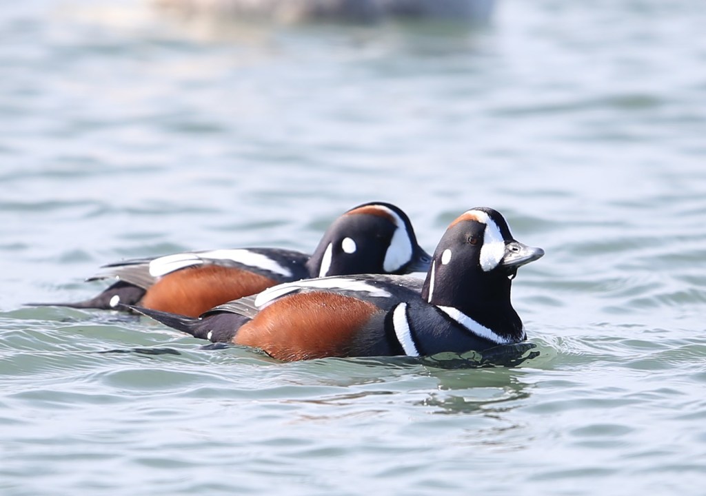 どうなんはどうなん？　シノリガモ