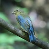 オオルリ幼鳥
