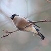 ウソ　♀