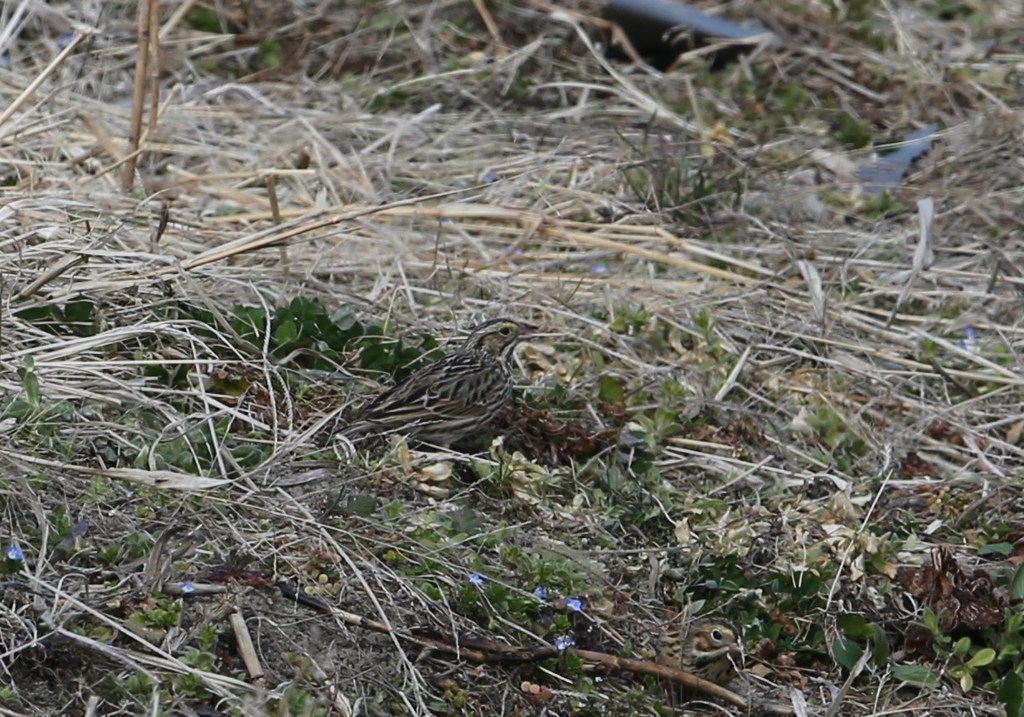サバンナシトド　珍鳥のようです。