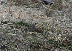 サバンナシトド　珍鳥のようです。