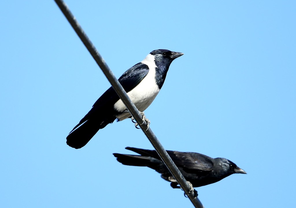 コクマルガラス淡色型