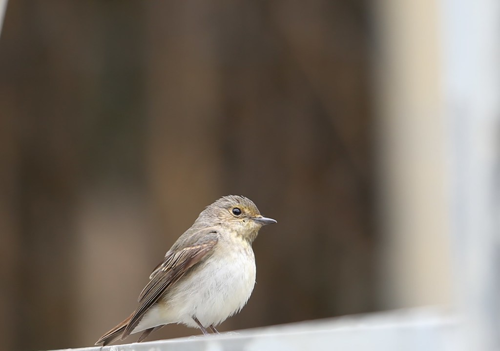 孤島の小鳥たち　キビタキ♀
