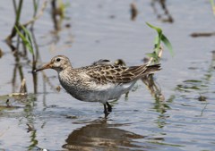 アメリカウズラシギ