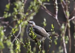 新芽を食べるヒヨドリ