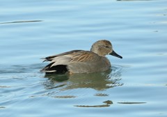 貯水池にて　オカヨシガモ