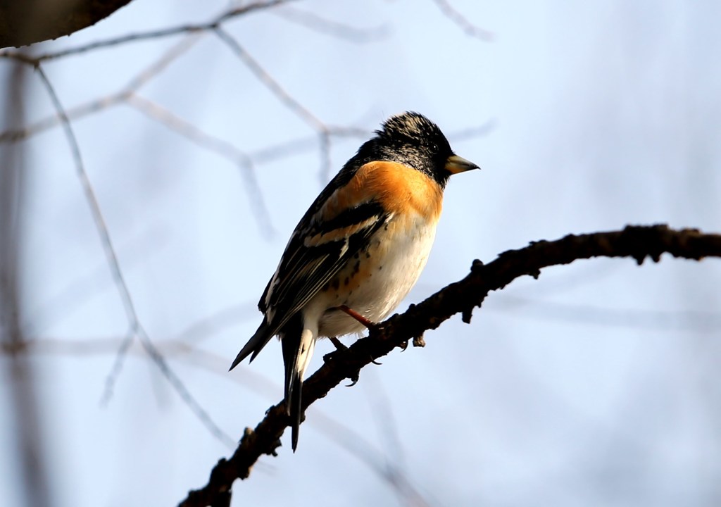頭の黒くなったアトリ