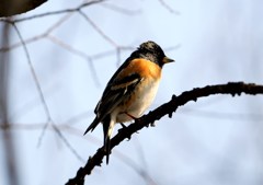 頭の黒くなったアトリ