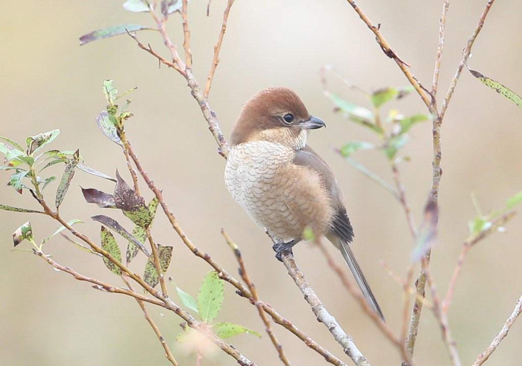 百舌鳥♀