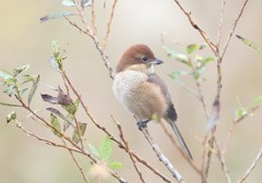 百舌鳥♀