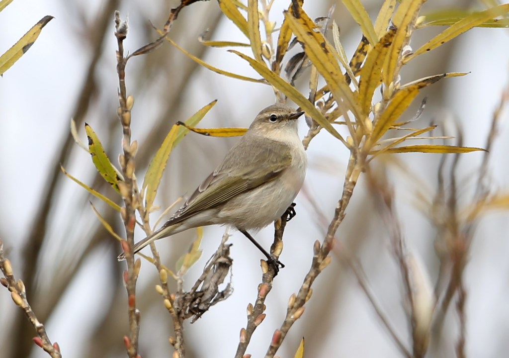 チフチャフその２