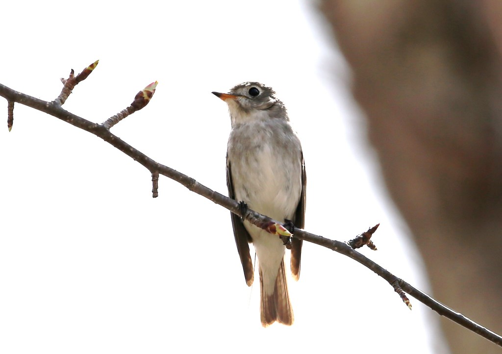 森林公園の小鳥たち。なんだろう？