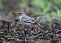 ハクセキレイ幼鳥