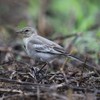 ハクセキレイ幼鳥