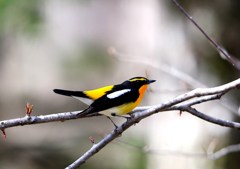 森林公園の小鳥たち　キビタキ