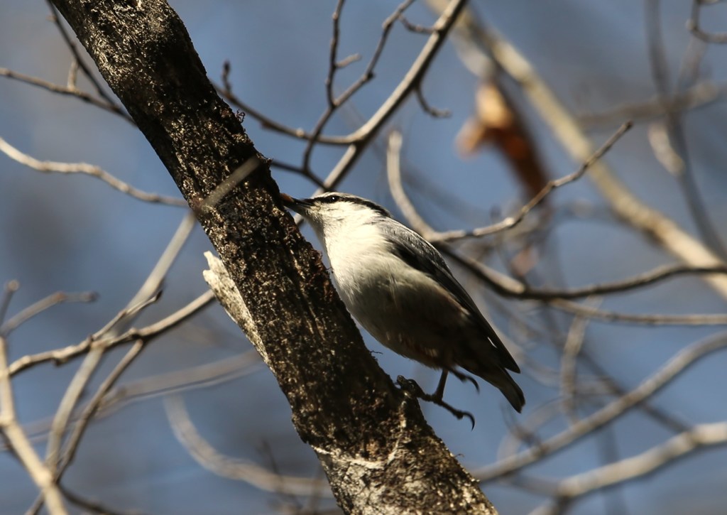 森林公園の小鳥たち　ゴジュウカラ