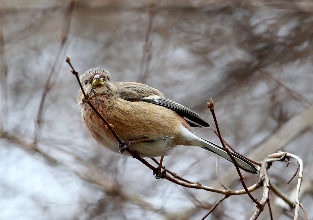 若芽をついばむベニマシコ♀