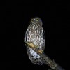 暗闇のリュウキュウアオバズク
