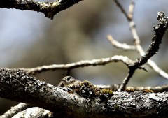 森林公園の小鳥たち　コサメビタキ
