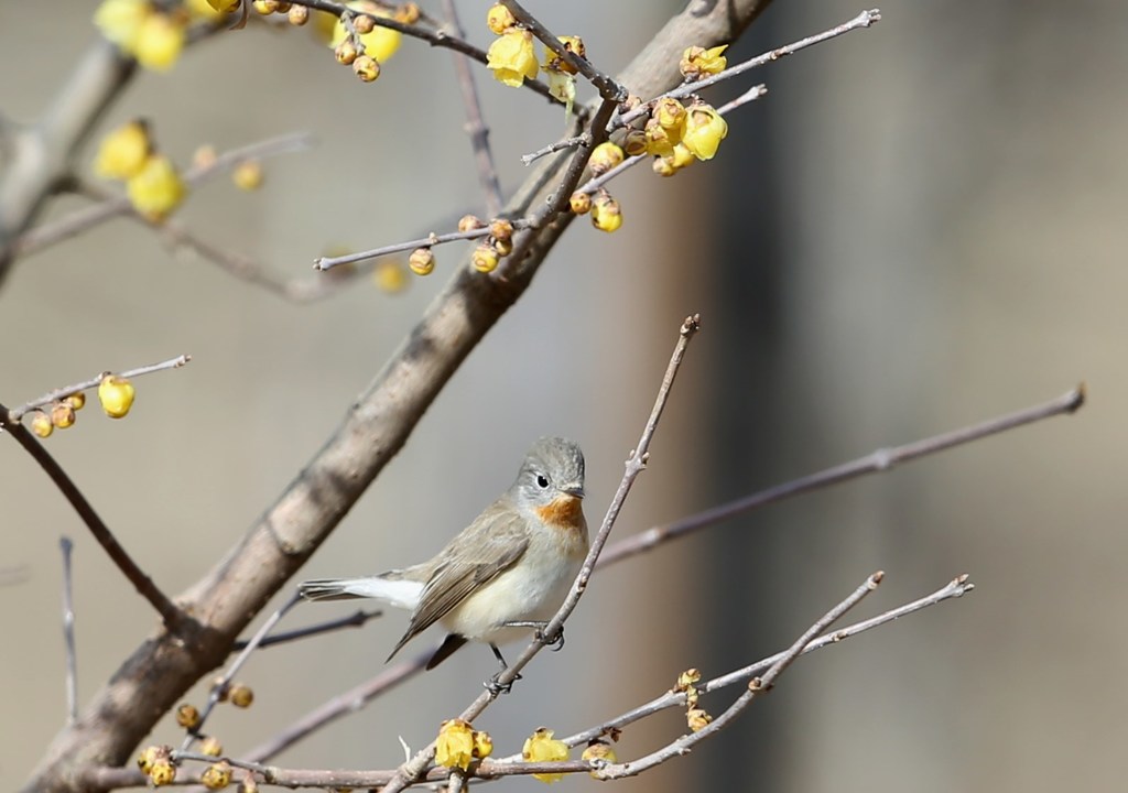 ニシオジロビタキと蝋梅