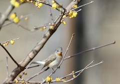 ニシオジロビタキと蝋梅