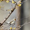 ニシオジロビタキと蝋梅