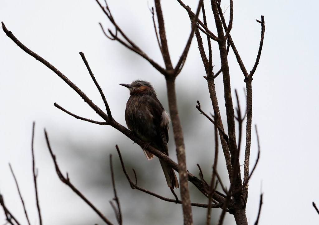 亜種　アマミヒヨドリ