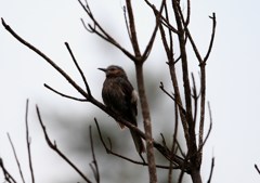 亜種　アマミヒヨドリ