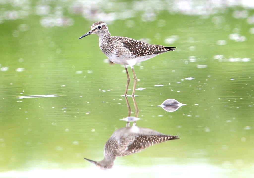 タカブシギ