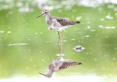 タカブシギ