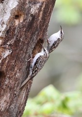 キバシリ