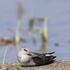 オジロトウネン　一休み