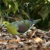 ドングリを食べるアオバト