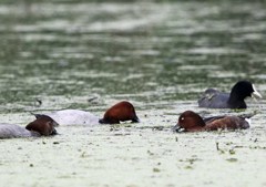 みんな仲良し？ホシハジロ♀♂、メジロガモ、オオバン