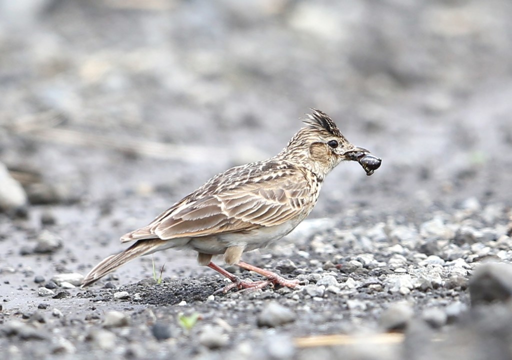 ヒバリさん食事中