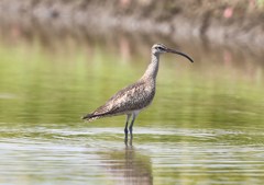 チュウシャクシギ